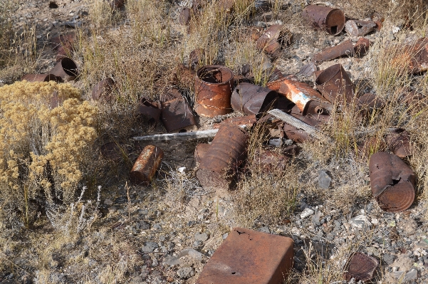 Foto Animais selvagens selvagem abandonado ecologia