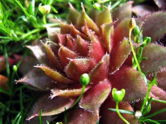 Nature plant meadow leaf Photo