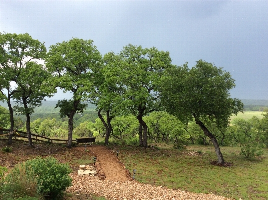 Foto Paisaje árbol planta lluvia