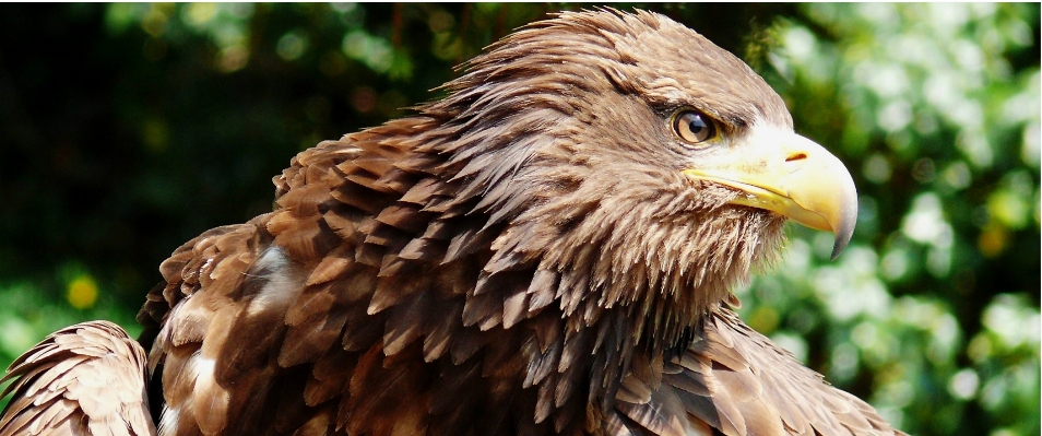 自然 鳥 羽 空 写真