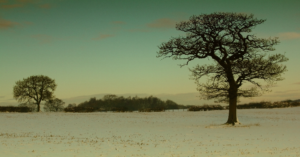 Paysage arbre nature extérieur