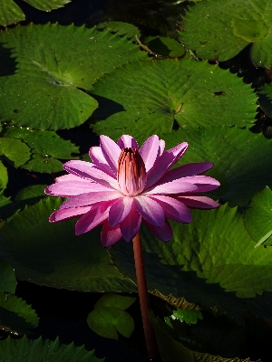 Nature blossom plant leaf Photo