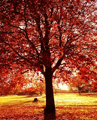 Landscape tree nature outdoor Photo