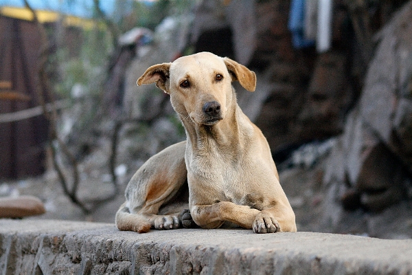 White street view puppy Photo