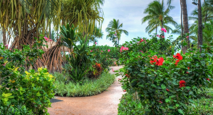 道 アウトドア 海洋 植物 写真