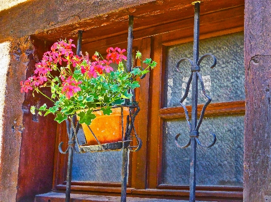 Foto Fiore pianta casa fioritura