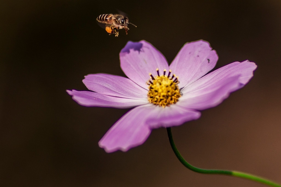 Blossom plant photography flower