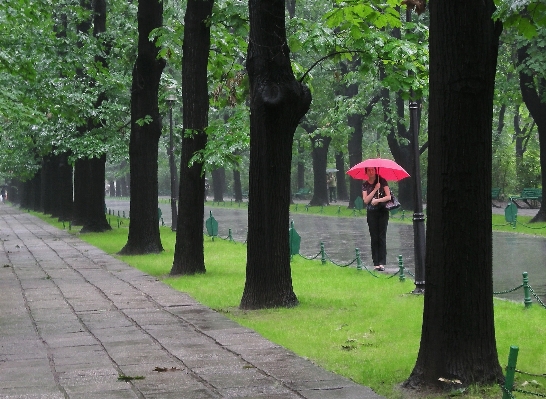 Tree forest grass plant Photo