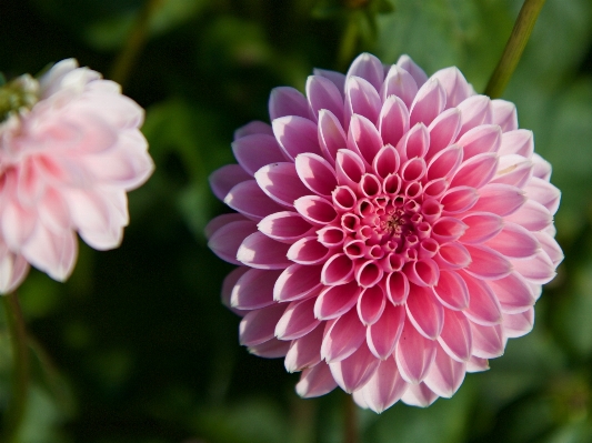 Nature plant flower petal Photo