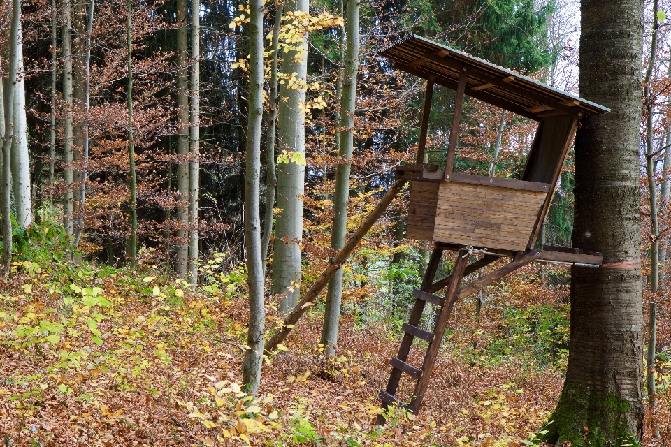 Paysage arbre forêt bois