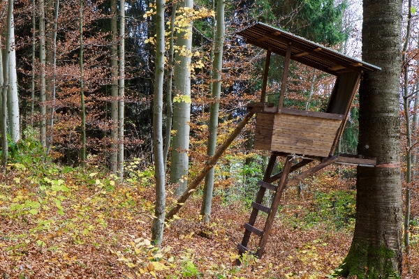 Landscape tree forest wood Photo