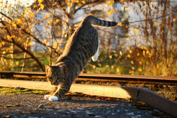 Nature leaf wildlife kitten Photo