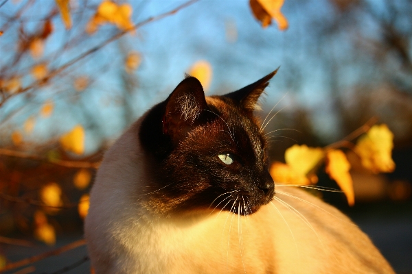 Flower kitten cat autumn Photo