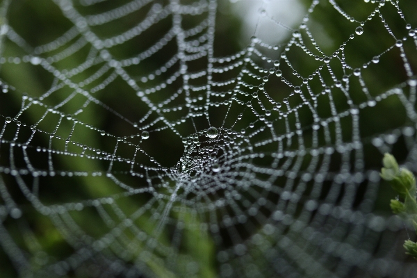 Foto Natureza orvalho assustador teia de aranha
