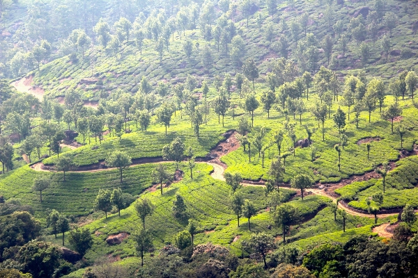 Landscape tree forest mountain Photo