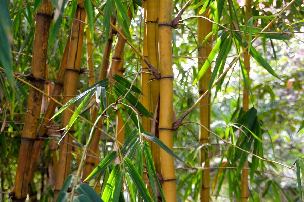 Tree forest grass branch Photo