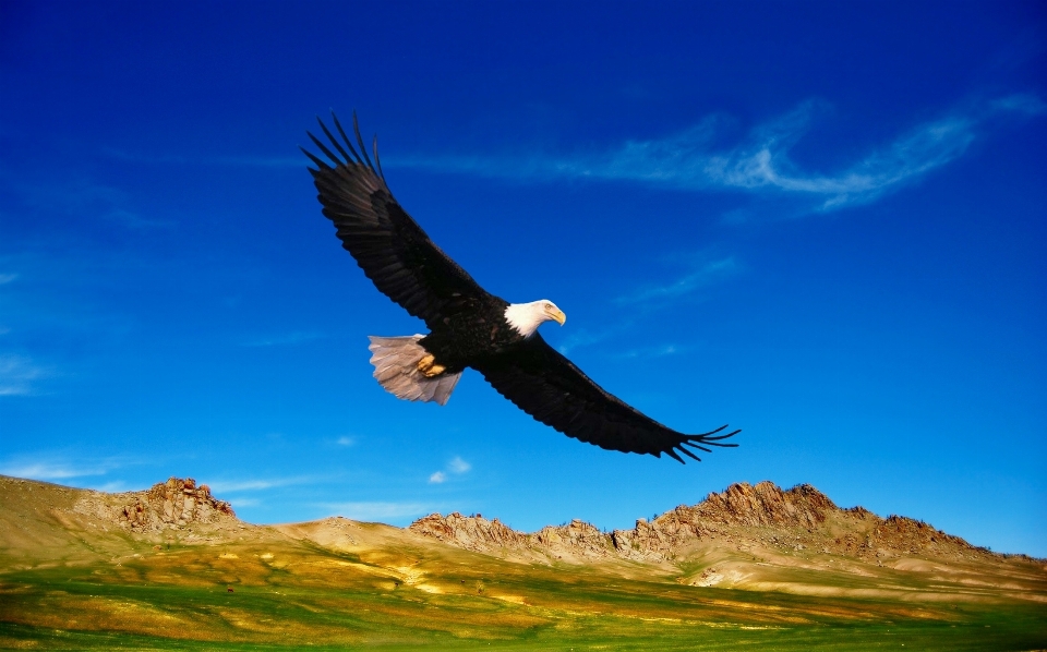 Natur vogel flügel himmel