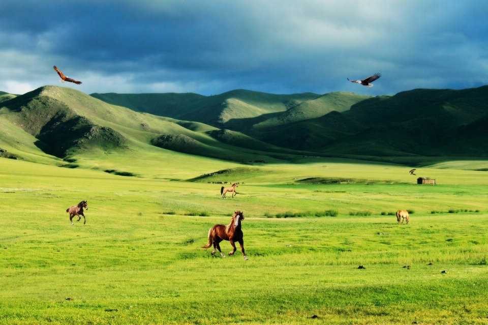 Landscape nature grass mountain