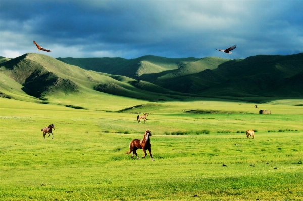 Foto Paesaggio natura erba montagna