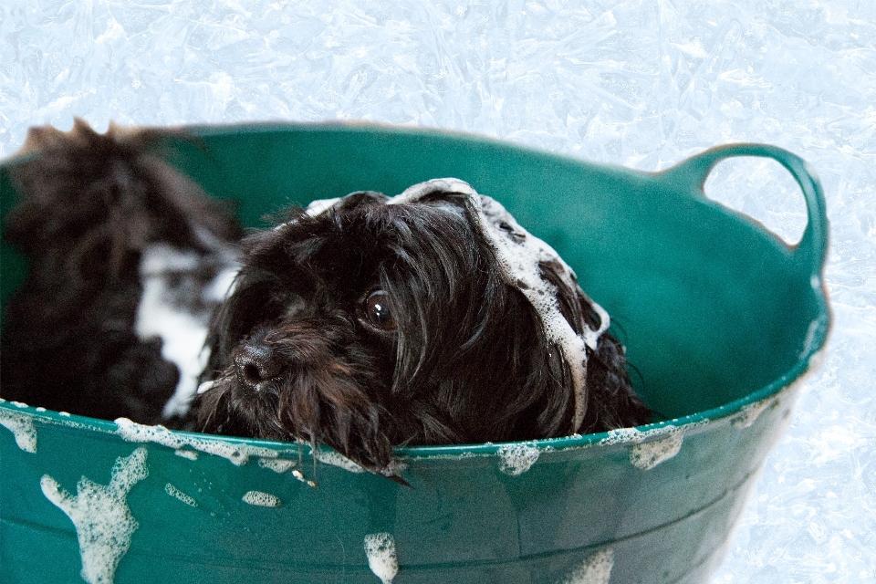 Welpe hund eckzahn
 schaum