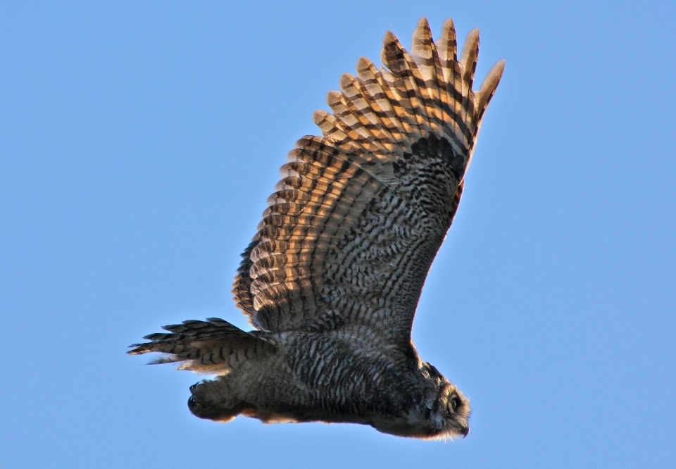 Nature bird wing sky