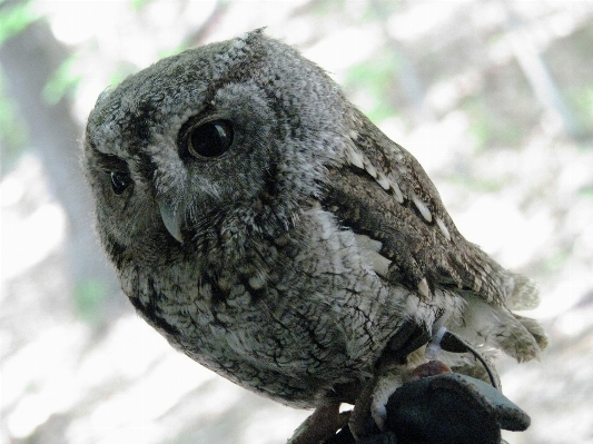 自然 鳥 見ている 野生動物 写真