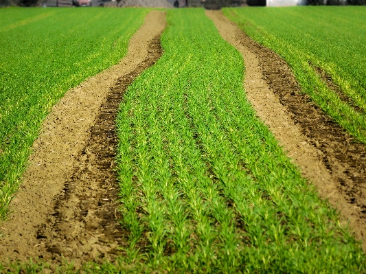 Grass plant field farm Photo