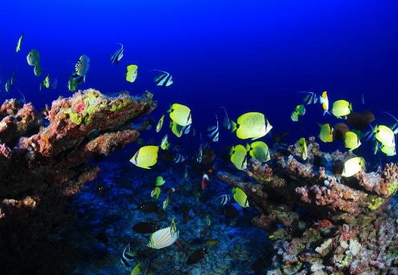 Foto Mar natureza oceano animais selvagens