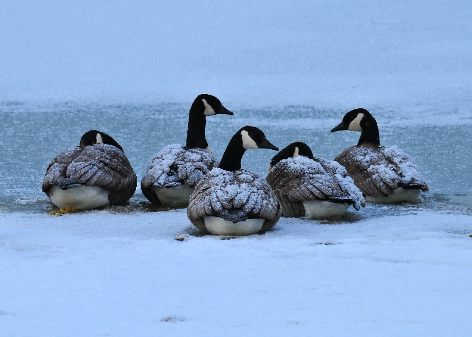 Natureza neve frio inverno