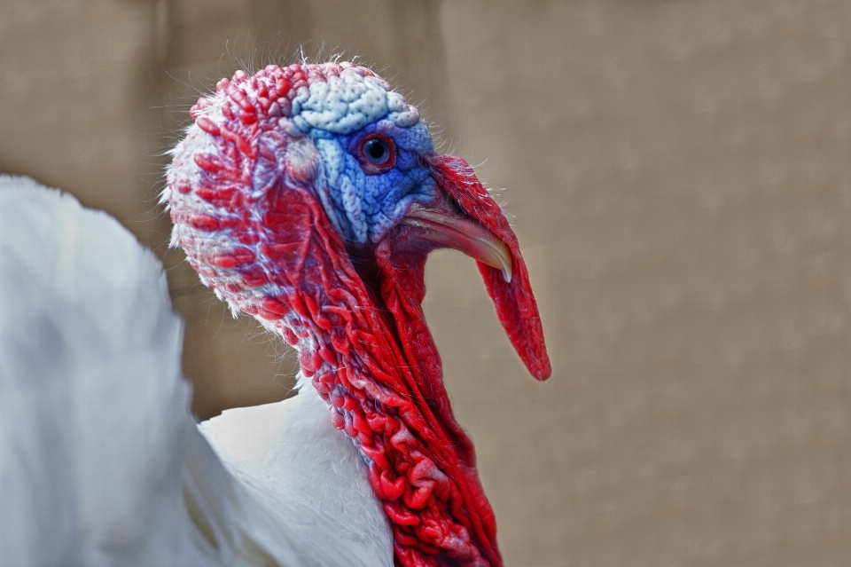 Uccello ala azienda agricola animale