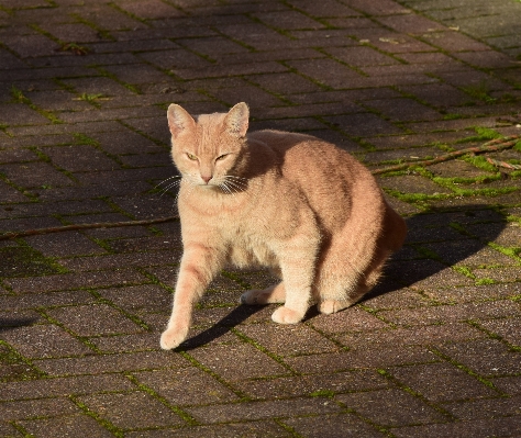 太陽 動物 赤 猫 写真