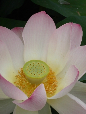 Foto Naturaleza florecer planta flor