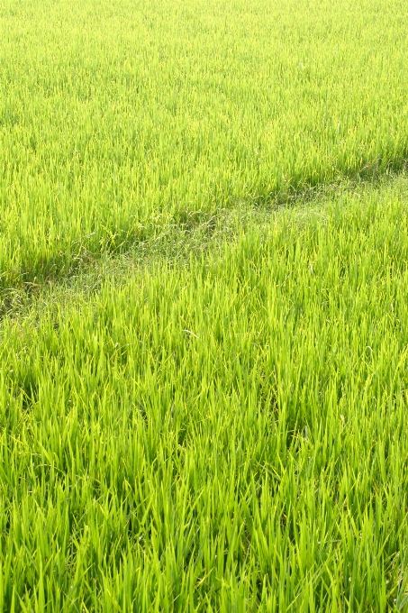 風景 草 植物 分野