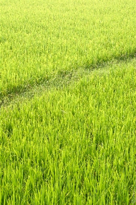 Landscape grass plant field Photo