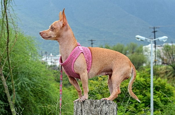 Foto Anak anjing satwa imut-imut