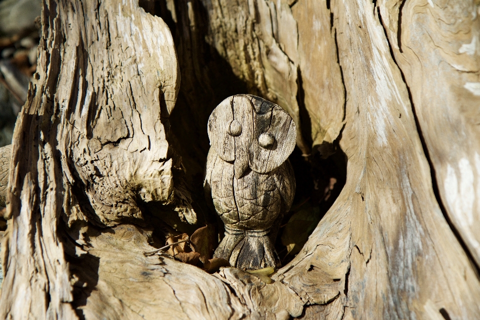 Tree nature rock branch