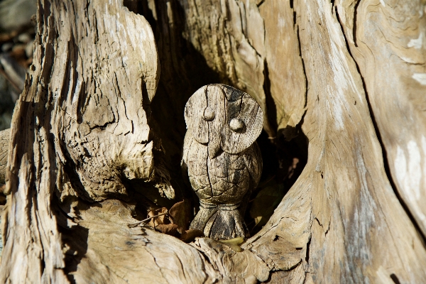 Tree nature rock branch Photo