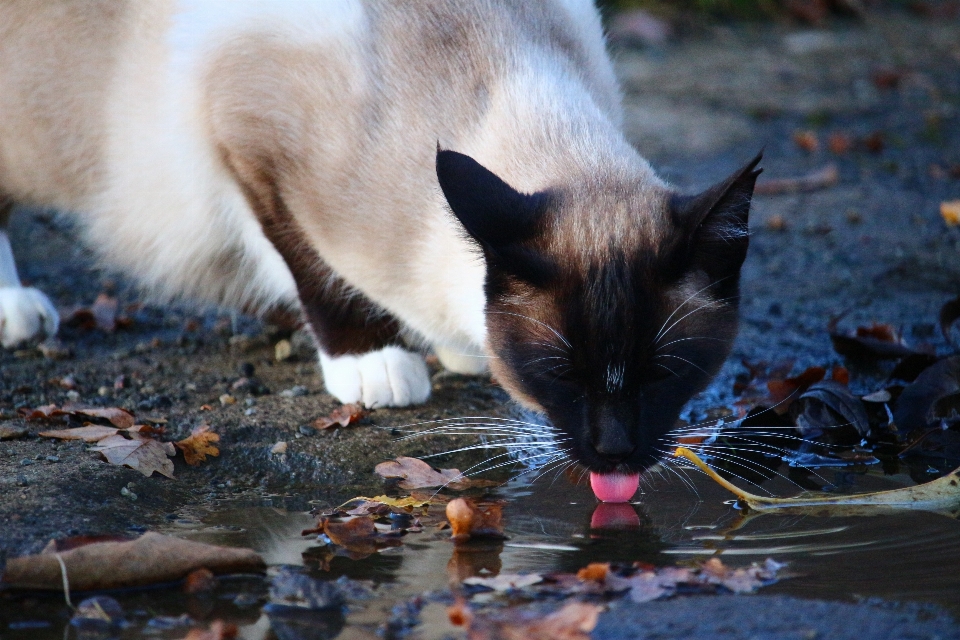 水 子猫 猫 水たまり