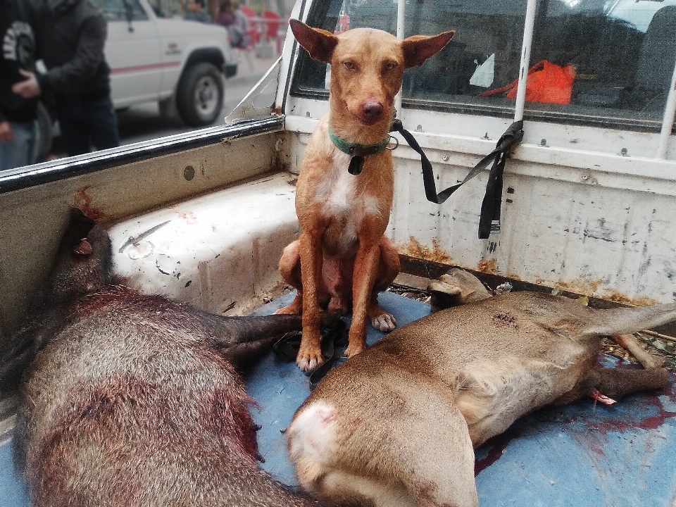 Chien mammifère mort de chasse
