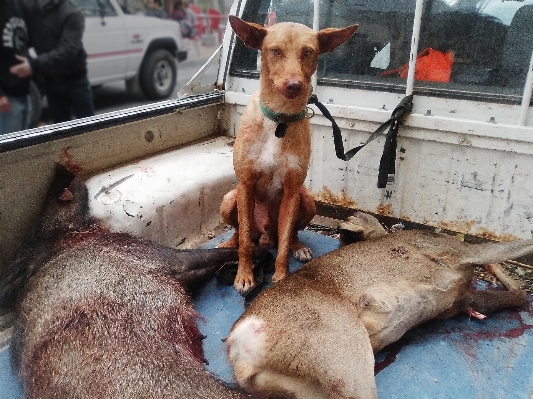 Foto Anjing mamalia mati pemburu
