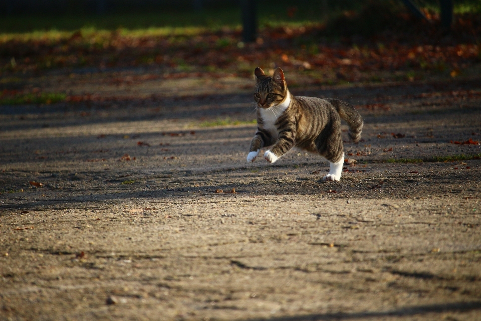 野生動物 ペット 子猫 猫