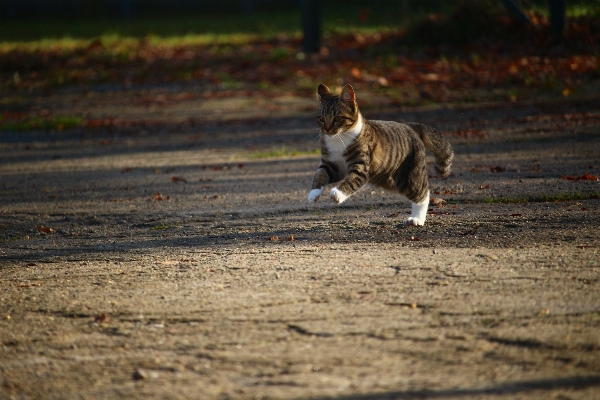 Foto Animais selvagens bicho de estimação gatinho gato