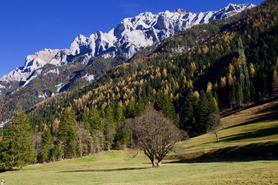 Paesaggio albero natura foresta