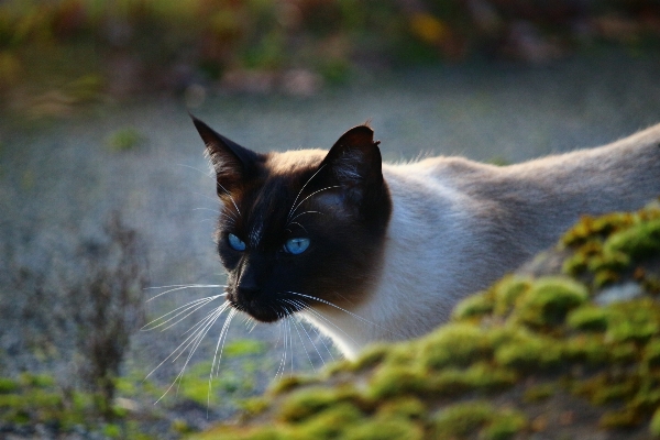 Foto Grama gato mamífero preto