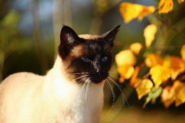 Sun cat autumn mammal Photo