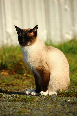 Foto Animais selvagens gato outono mamífero