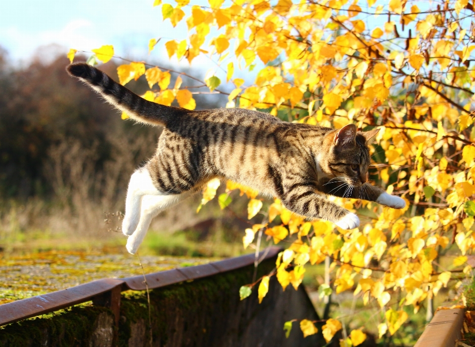 自然 叶子 花 小猫