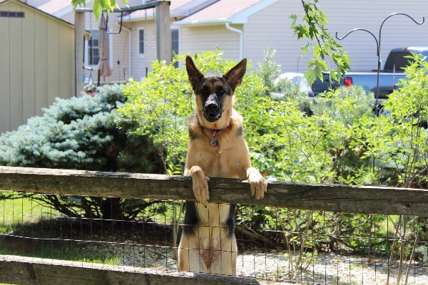 Foto Cerca cachorro bicho de estimação pastor alemão
