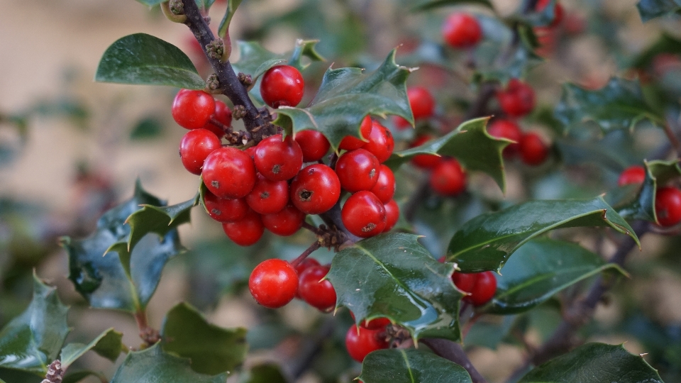 Branch plant fruit berry