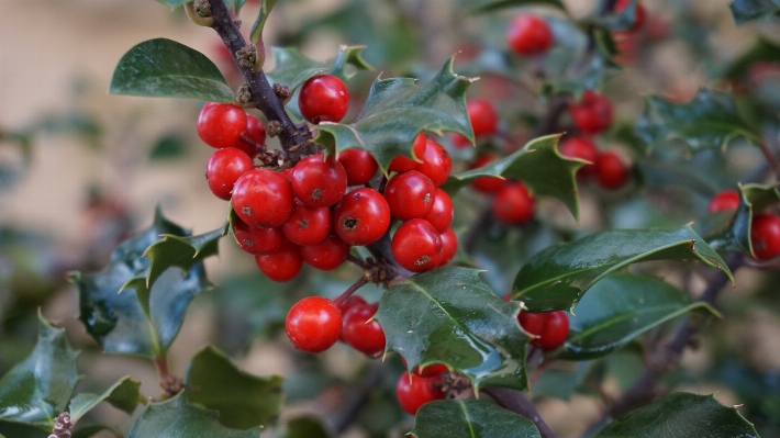 Branch plant fruit berry Photo